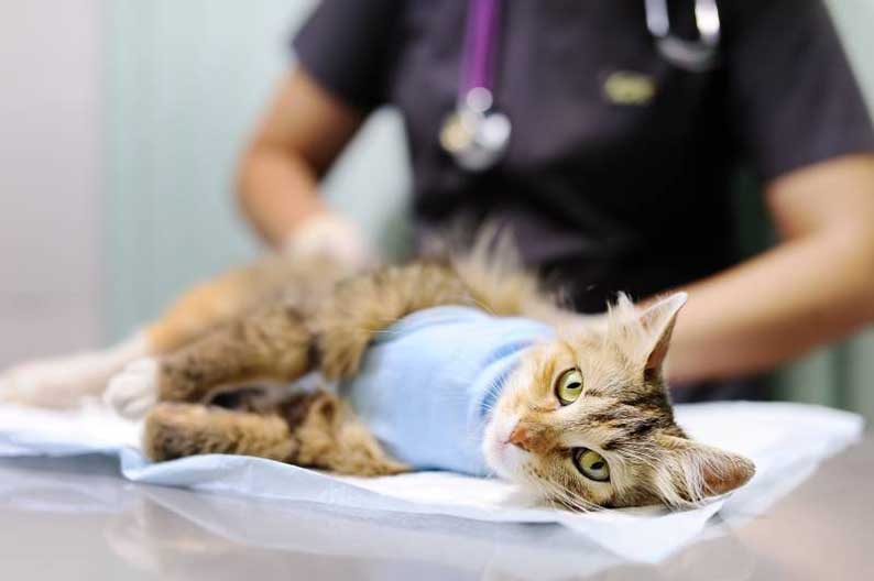 Какие бывают болезни печени у кошек и как из правильно лечить