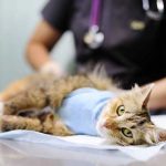 Какие бывают болезни печени у кошек и как из правильно лечить