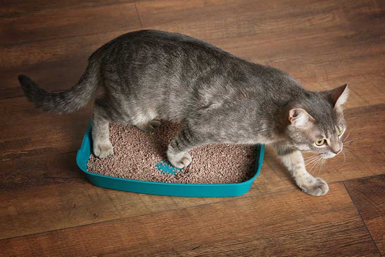 Кошка гадит на кровать – что делать, как избежать потерь